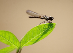 Libellago lineata