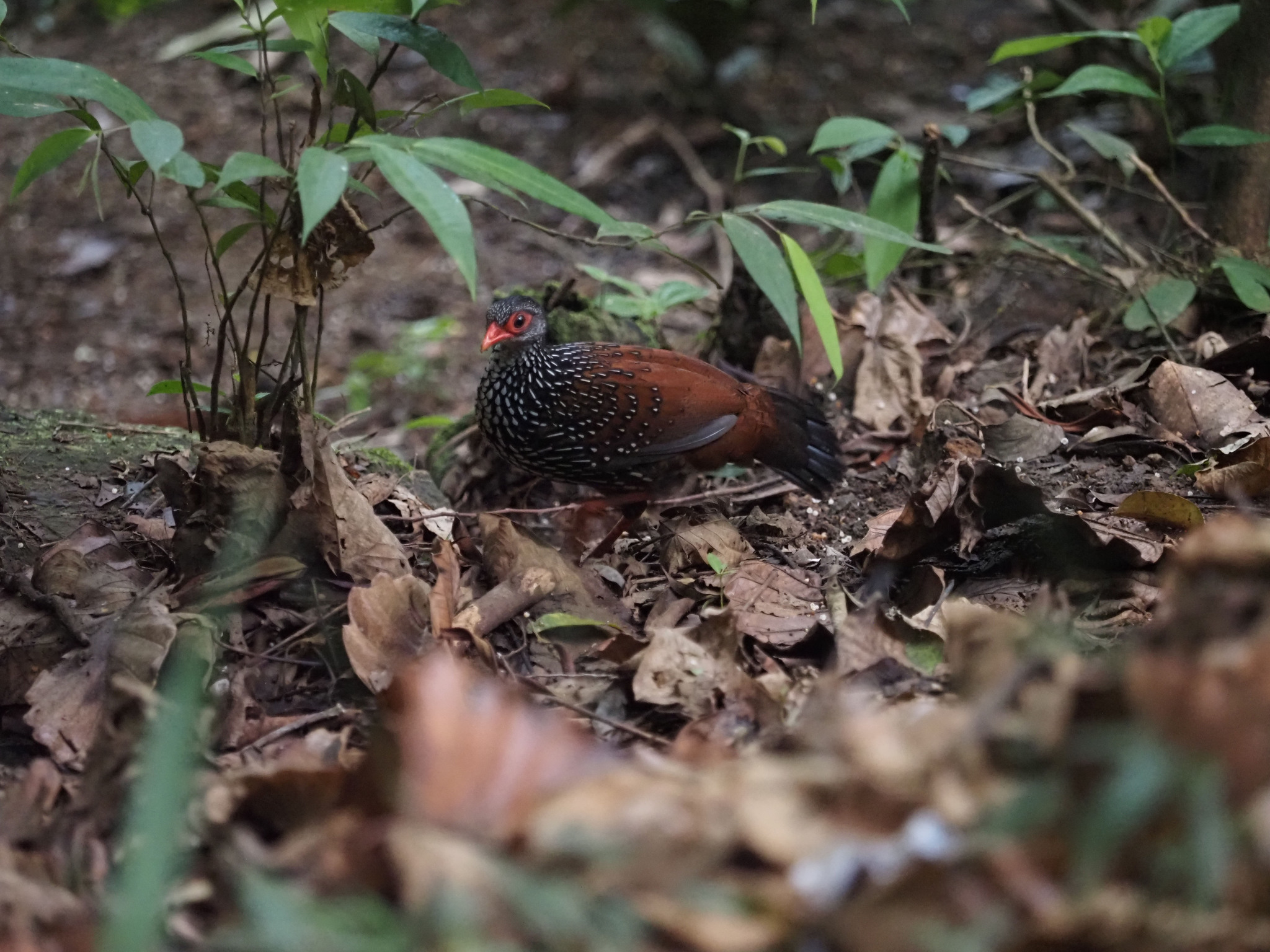 Sri Lanka Spurfowl (Galloperdix bicalcarata), photo 8