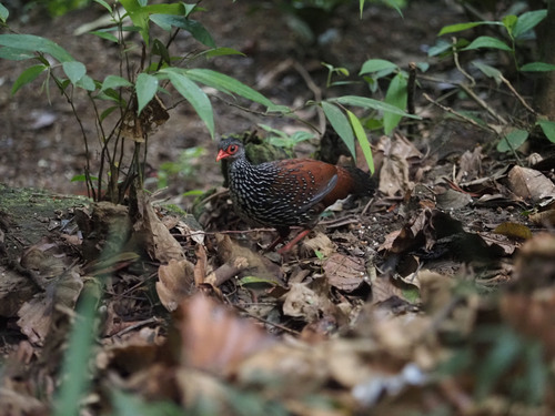 Sri Lanka Spurfowl (Galloperdix bicalcarata), photo 9