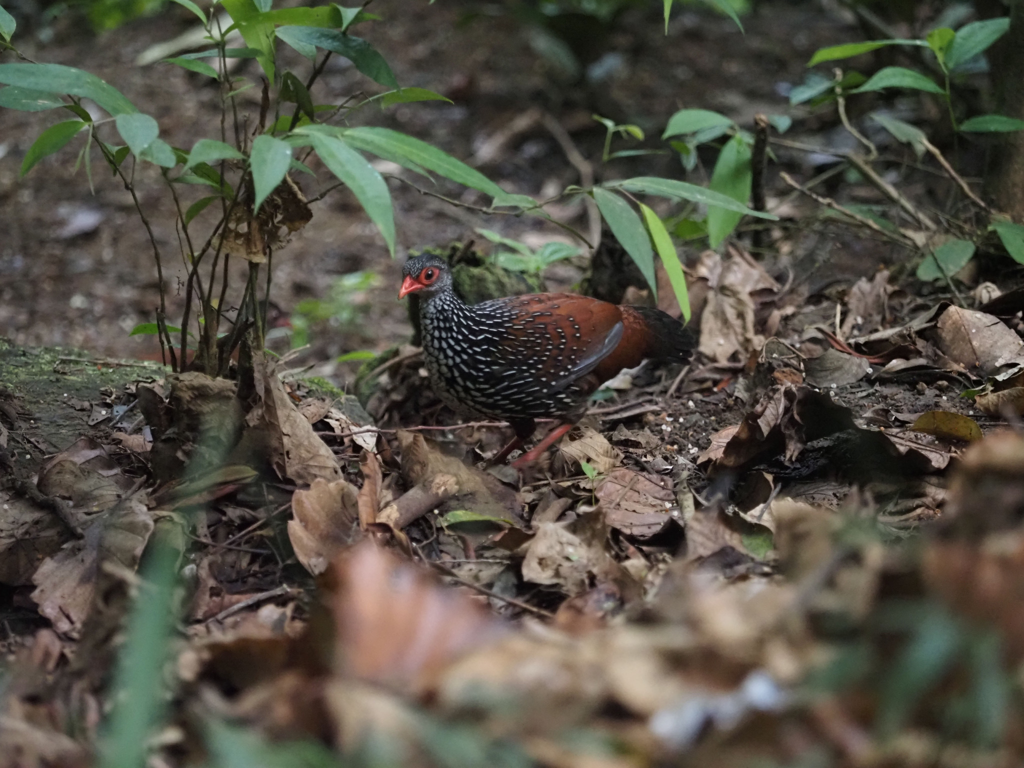 Sri Lanka Spurfowl (Galloperdix bicalcarata), photo 9