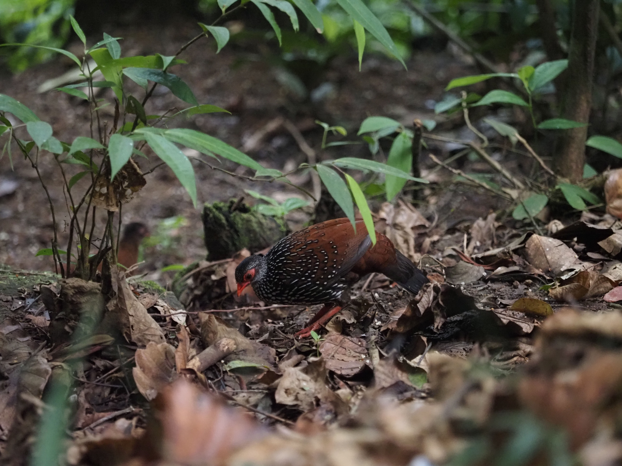 Sri Lanka Spurfowl (Galloperdix bicalcarata), photo 10