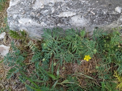 Sibbaldianthe orientalis