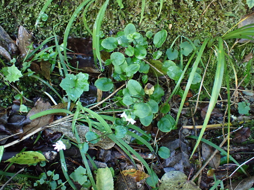 Myosotis pottsiana, photograph 1