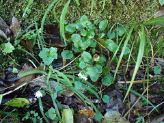 Myosotis pottsiana, photograph (c) Benjamin Lavin, some rights reserved (CC BY)