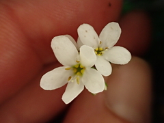Myosotis pottsiana, photograph (c) Benjamin Lavin, some rights reserved (CC BY)