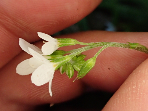 Myosotis pottsiana, photograph 6