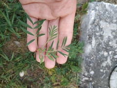 Sibbaldianthe orientalis