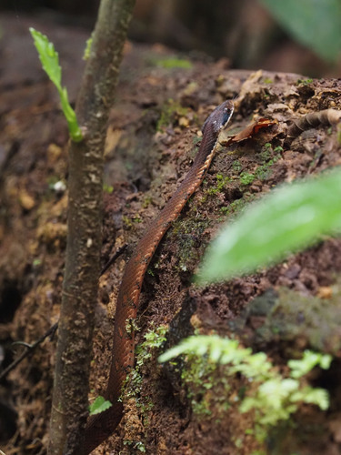 Blossom Krait