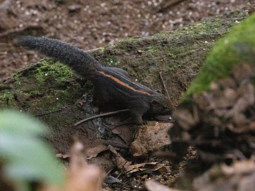 Layard's Palm Squirrel