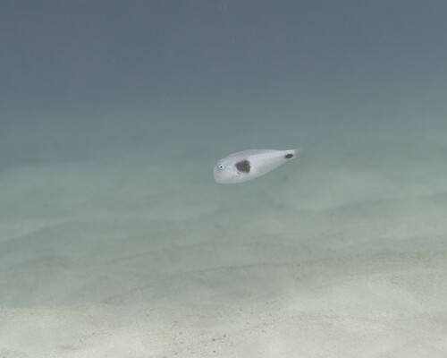 Iniistius celebicus observed 2025-02-08