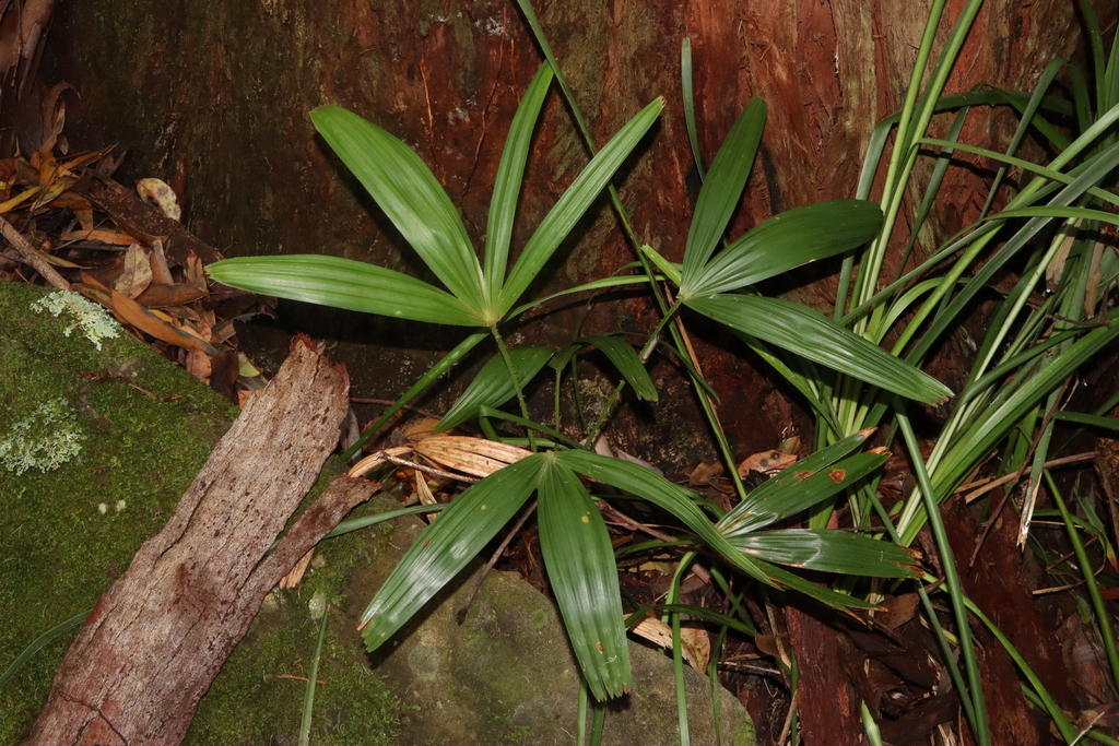 Kè xanh – Livistona australis
