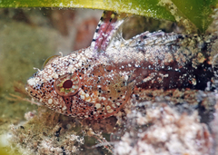 Adelaide's Weedfish photo 1