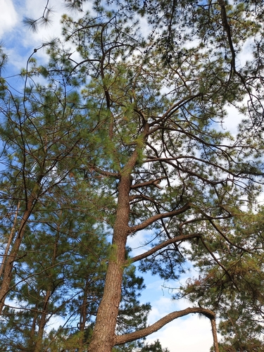 Image of Pinus kesiya by (c) Wilhelm Joshua Tan, some rights reserved (CC BY)