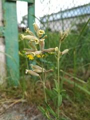 Silene repens