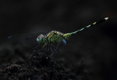 Diplacodes trivialis
