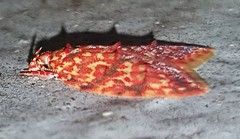 Lophopepla igniferella