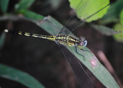 Diplacodes trivialis