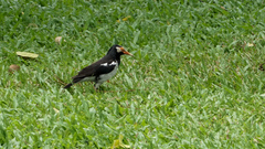 Gracupica floweri