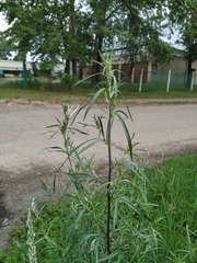 Artemisia mongolica