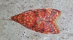 Lophopepla igniferella