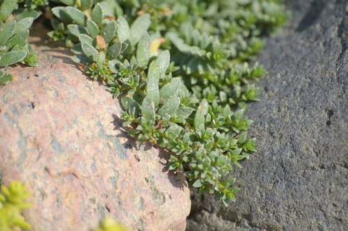 Sea milkwort (Glaux maritima)