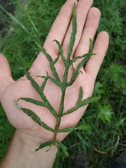 Artemisia mongolica