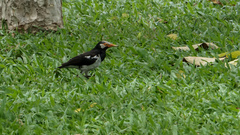 Gracupica floweri