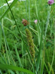 Carex laevissima