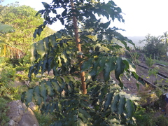 Majidea zanguebarica