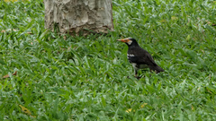 Gracupica floweri