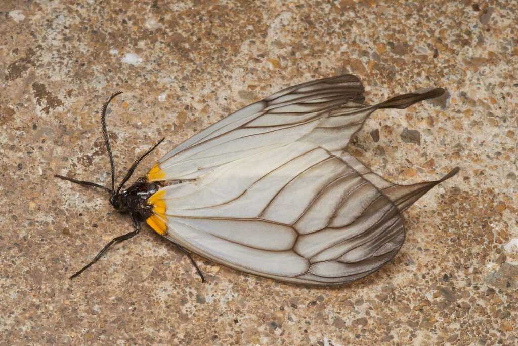 White-tailed zygaenid moth