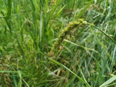 Carex laevissima