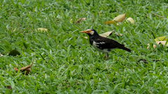 Gracupica floweri