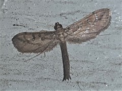 Hydriris