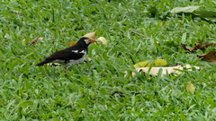 Gracupica floweri