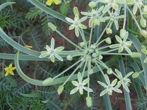Albuca prasina