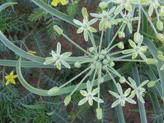 Albuca prasina