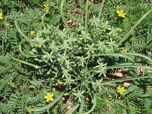Albuca prasina