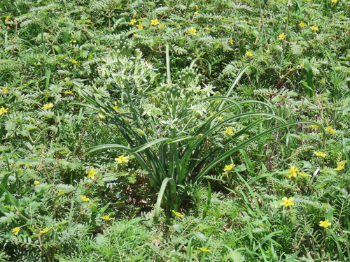 Albuca prasina