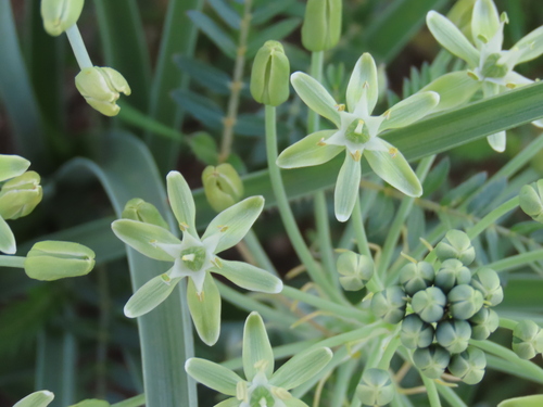 Albuca prasina
