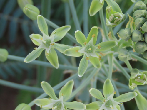Albuca prasina