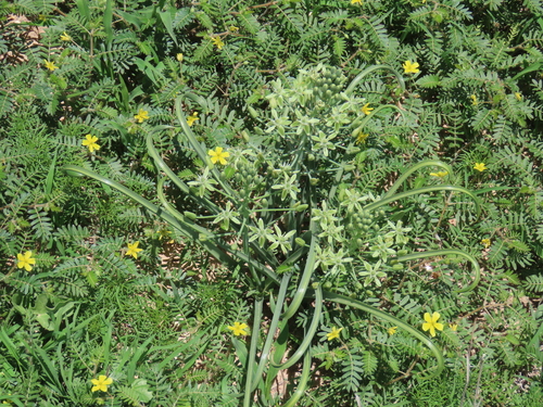Albuca prasina