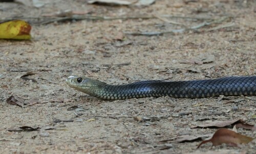 Eastern Brown Snake sighting