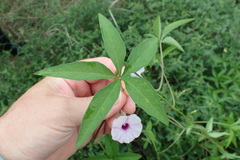 Ipomoea heptaphylla