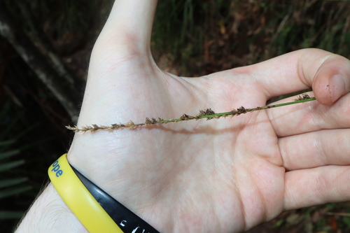 Image of Carex appressa by (c) Thomas Mesaglio, some rights reserved (CC BY)