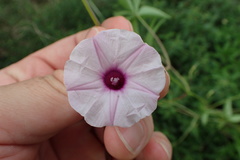 Ipomoea heptaphylla