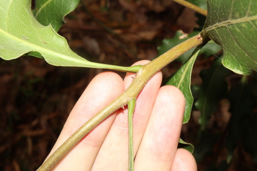 Image of Notelaea longifolia by (c) Thomas Mesaglio, some rights reserved (CC BY)