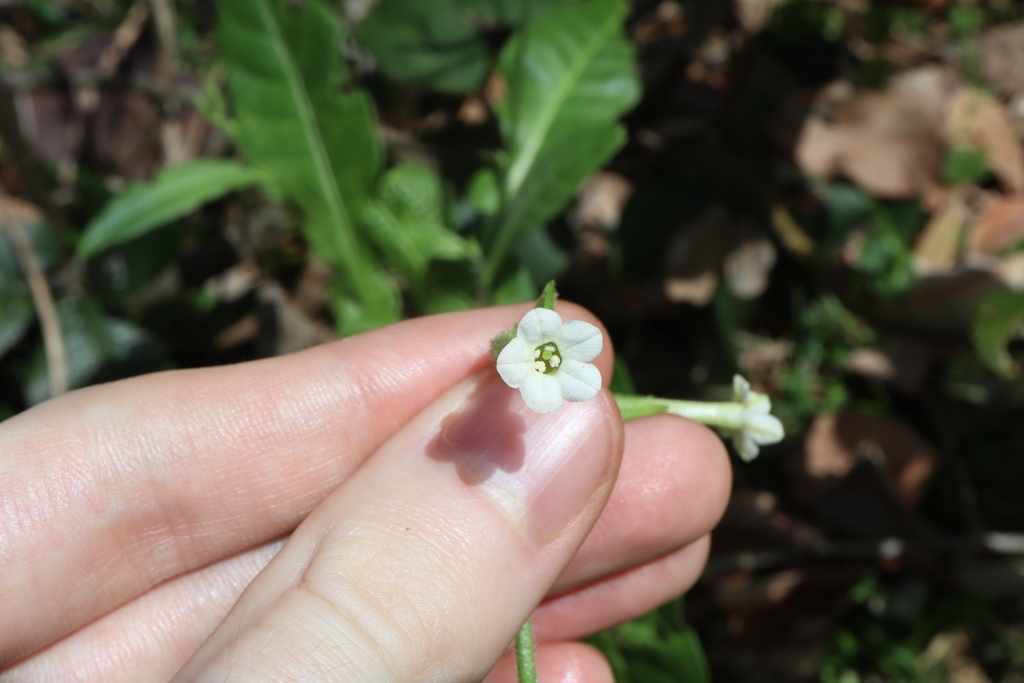 Nicotiana forsteri; photograph Thomas Mesaglio, CC BY, iNaturalist via GBIF