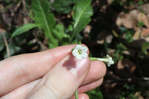 Nicotiana forsteri