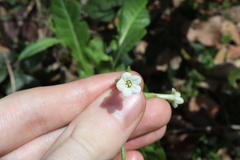 Nicotiana forsteri